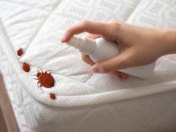 Best Local Pest Control Services  in Buffalo, SC