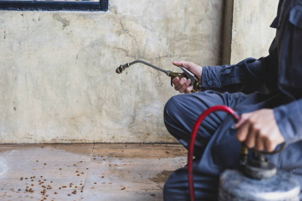 Best Wasp Removal Services  in Buffalo, SC